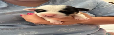 Mixed Breed 9