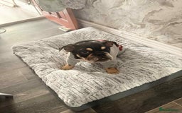 English Bulldog dogs for sale: English Bulldog  - Image 1
