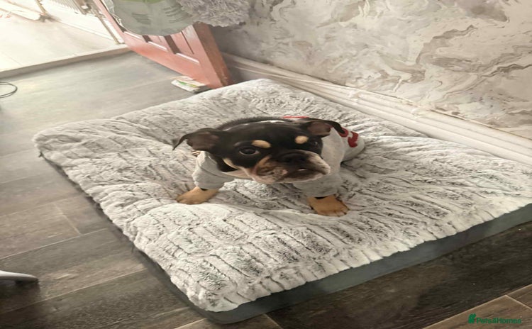English Bulldog dogs - Advert 13