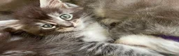 Maine Coon cats for sale: TICA-Registered Silver Maine Coon Kittens - Advert 7