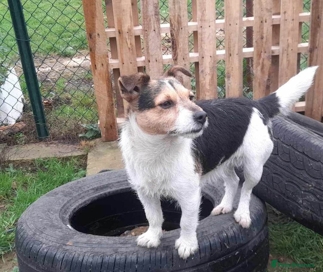 Jack Russell dogs for sale: Pure Jack Russell puppies - Image 26
