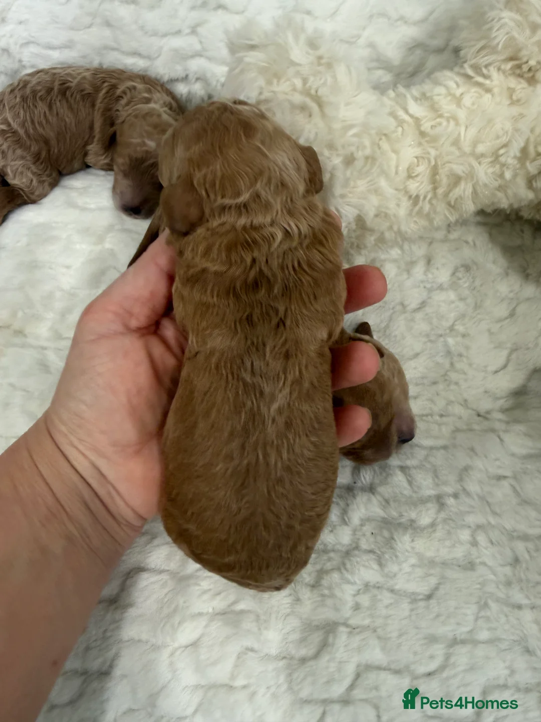 Miniature Poodle dogs for sale: 4 beautiful abstract boys available.  - Advert 5