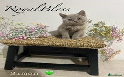 British Shorthair cats for sale: 👑ROYALBLESS STUNNING LILAC BRITISH SHORTHAIR  - Image 27