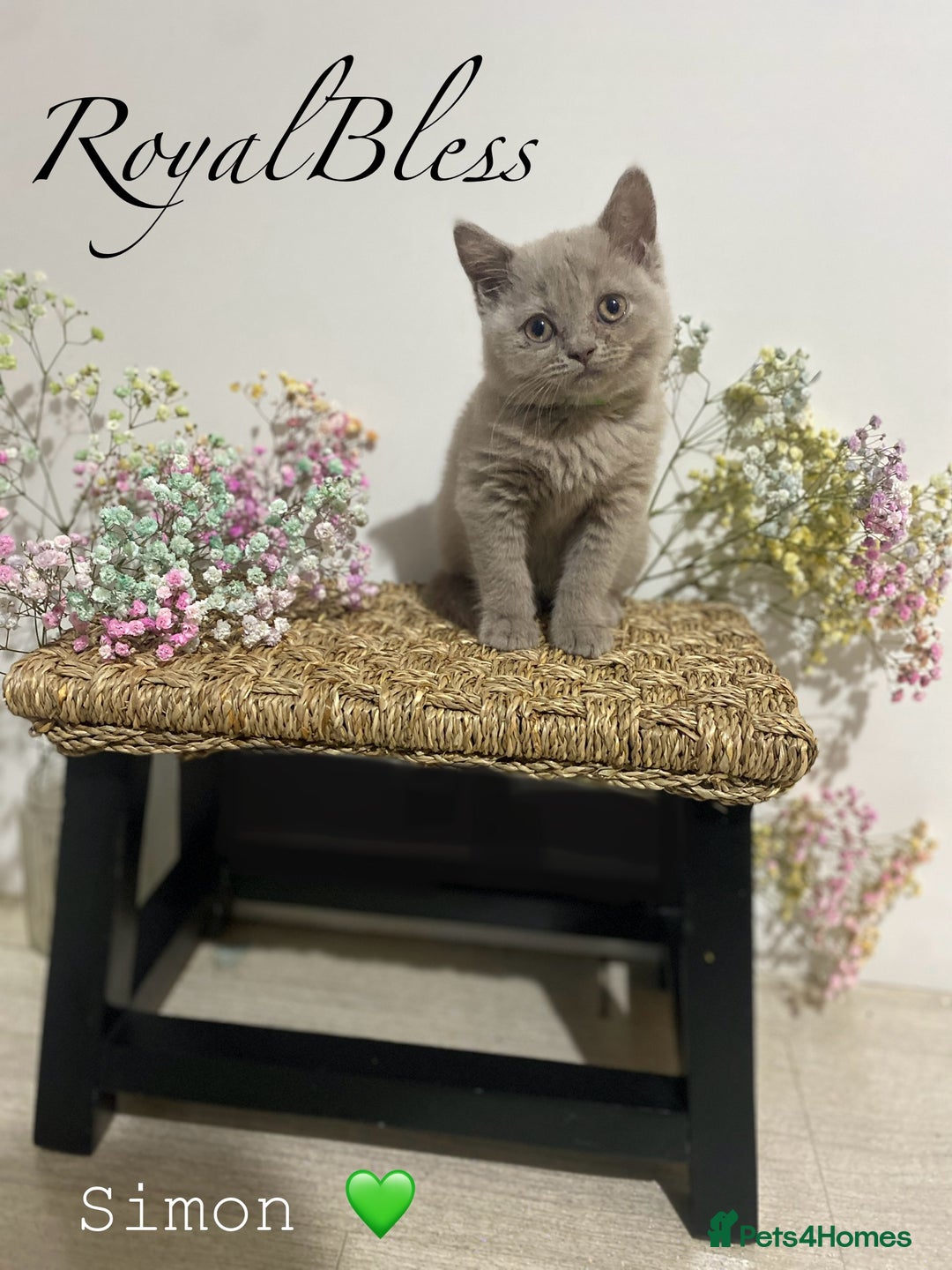 British Shorthair cats for sale: 👑ROYALBLESS STUNNING LILAC BRITISH SHORTHAIR  - Image 27