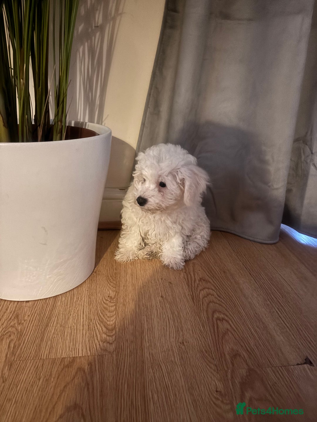 Bichon Frise dogs for sale: Pure Bichon girl puppy for sale in Bromsgrove - Image 1