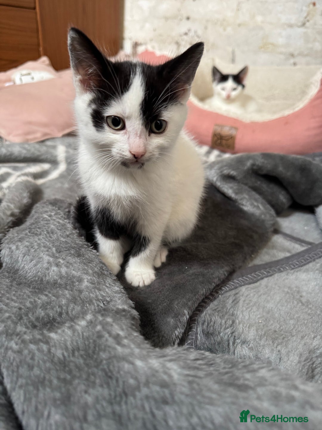 Domestic Shorthair cats for sale: Adorable Kittens Looking for a Loving Home, 🏡 - Image 23