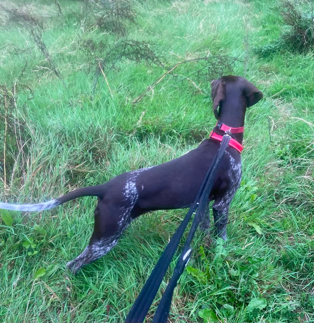 German Shorthaired Pointer dogs for sale: Stunning GSP female - Advert 2