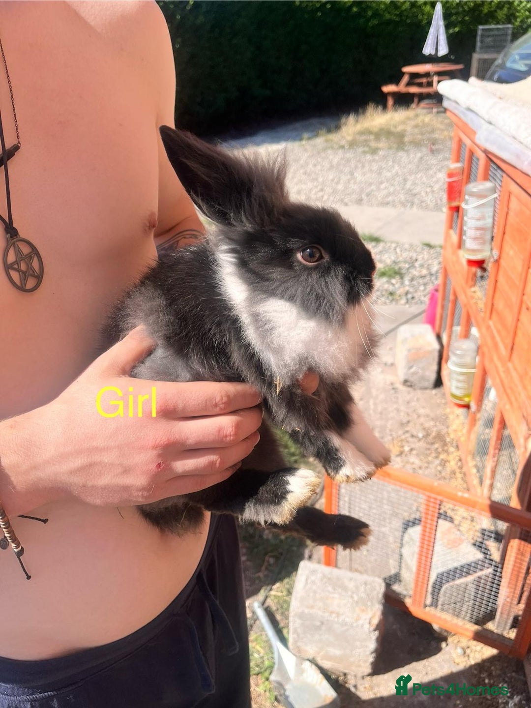 Lionhead rabbits for sale: Female rabbits for sale  - Image 2
