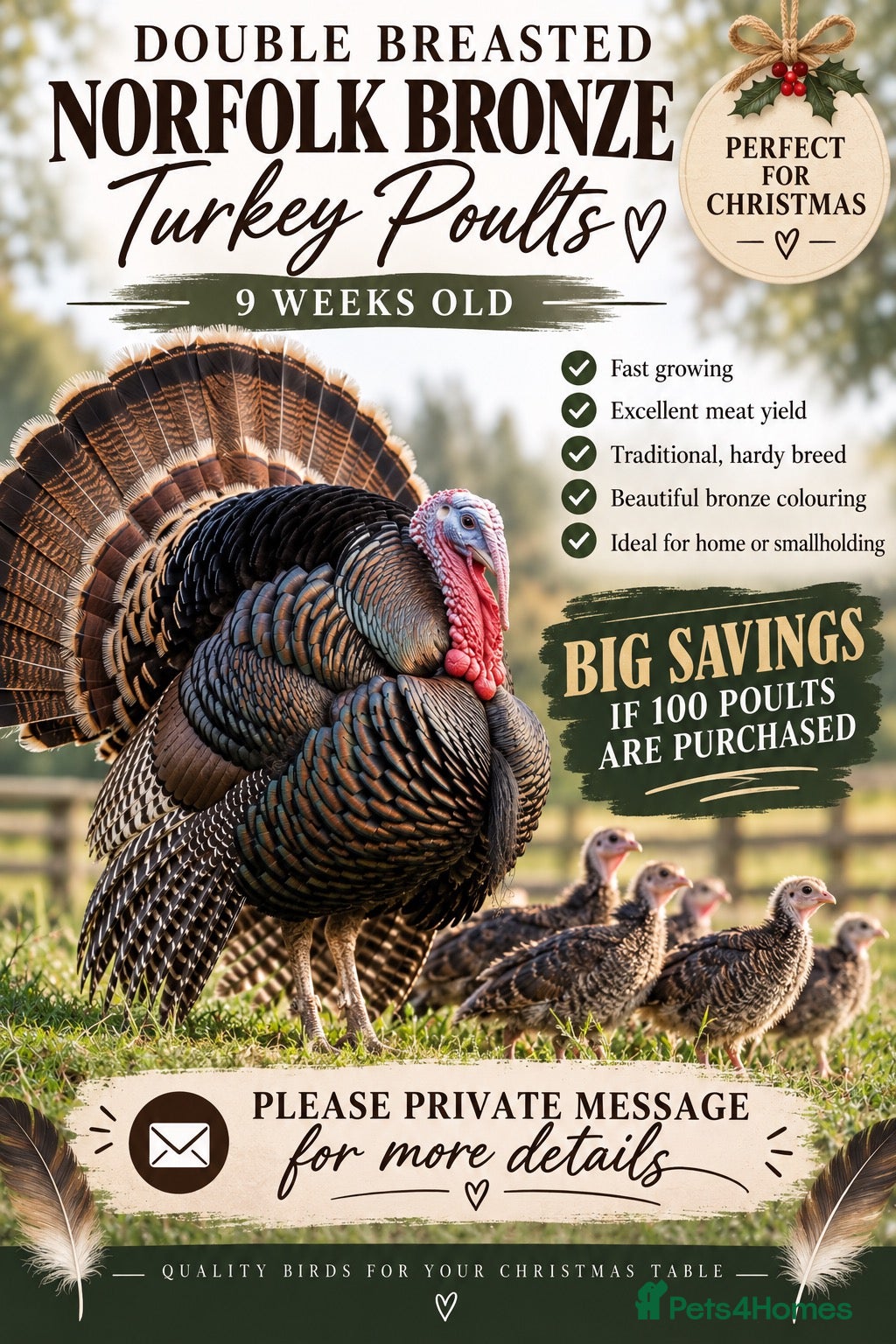 Turkeys poultry Norfolk bronze turkey poults - Advert 4