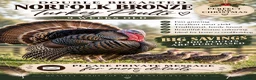 Turkeys poultry for sale: Norfolk bronze turkey poults - Advert 1