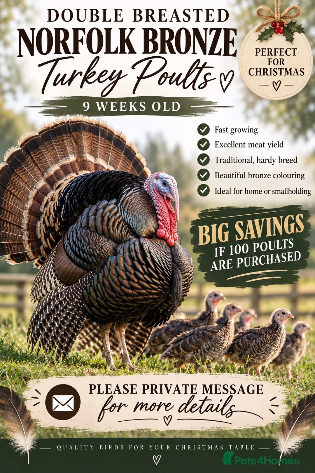 Turkeys poultry for sale: Norfolk bronze turkey poults - Advert 1
