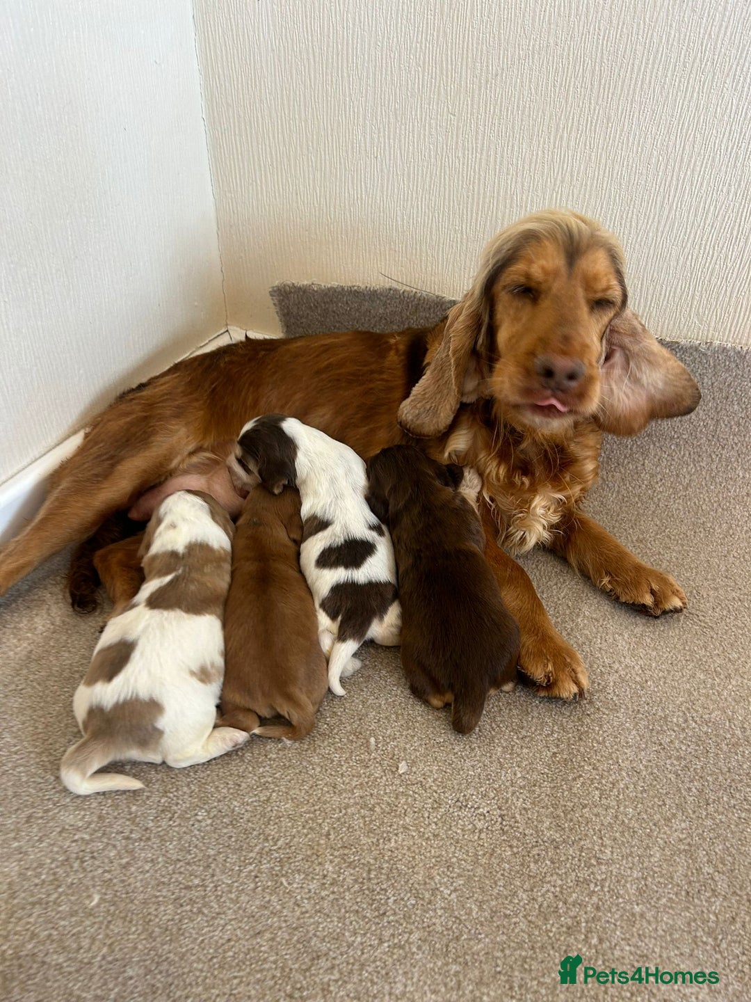 Cocker Spaniel dogs for stud: KC reg show cocker spaniel, proven health tested  - Advert 19