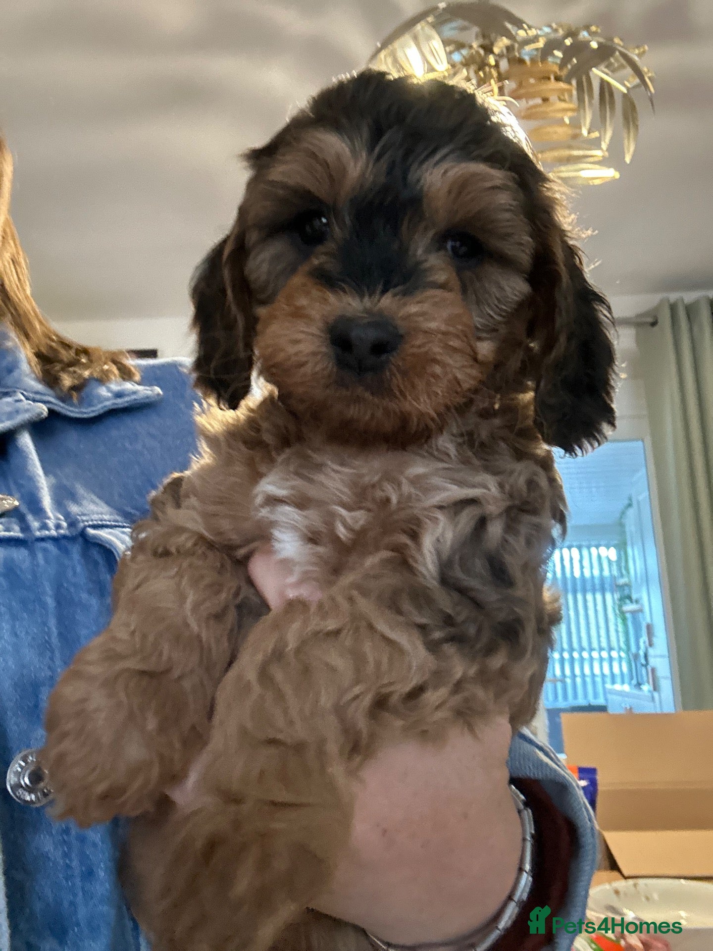 Cockapoo dogs Beautiful sable cockapoo, dna tested clear  - Advert 1