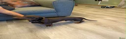 Miniature Dachshund dogs for stud: CHOCOLATE & TAN MINIATURE DACHSHUND — ROLO  - Advert 6