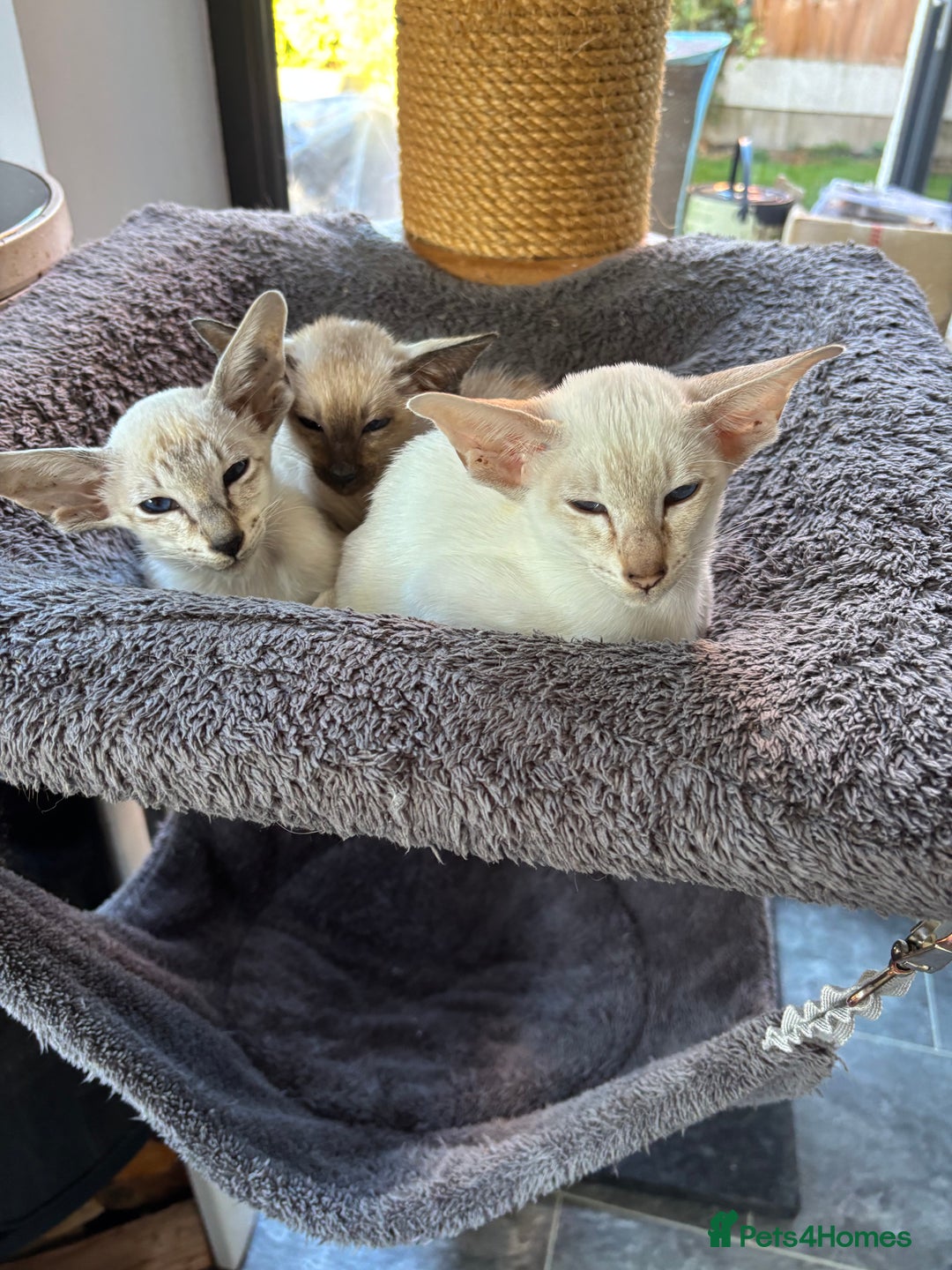 Siamese cats for sale: SIAMESE and ORIENTAL KITTENS - Image 4