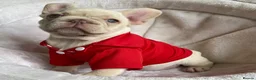 French Bulldog dogs for sale: FRENCH BULLDOGS, MERLE, ROJO, ISABELLA NEWSHADE. - Advert 9