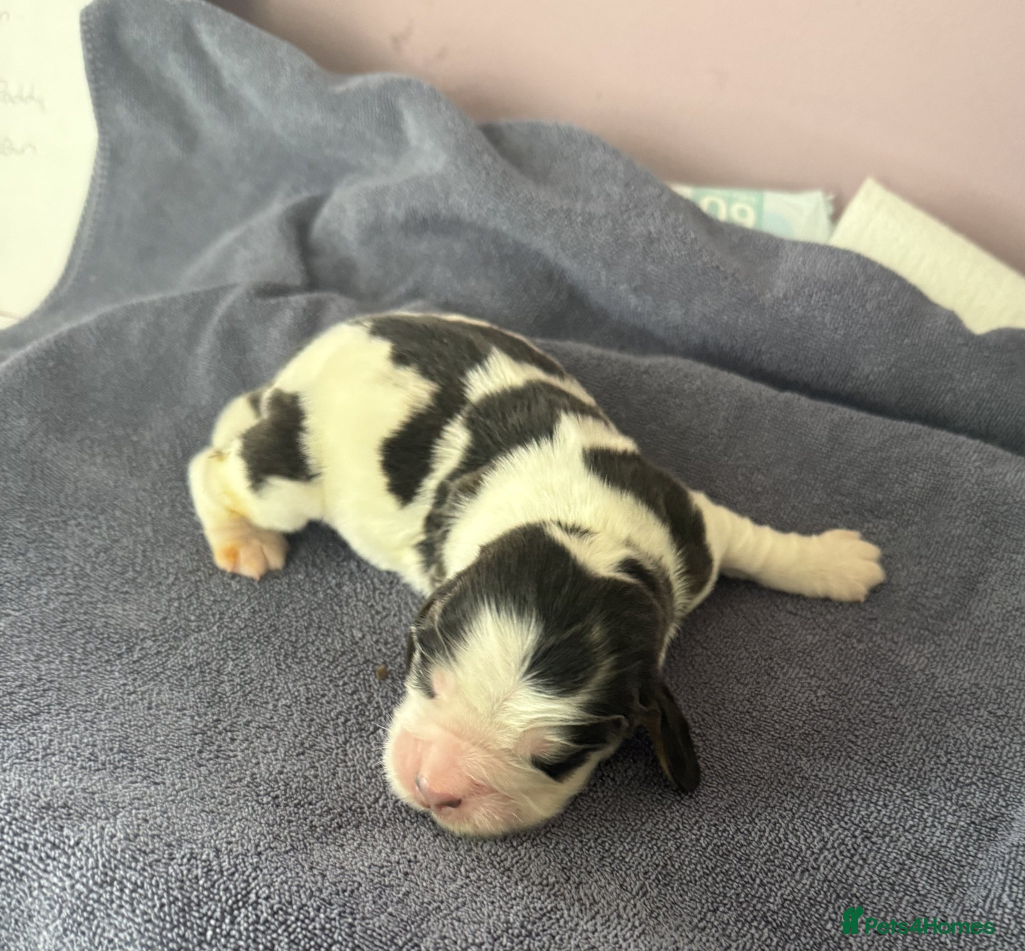 Cocker Spaniel dogs Stunning KC Pedigree Show type Cocker Spaniels - Advert 2