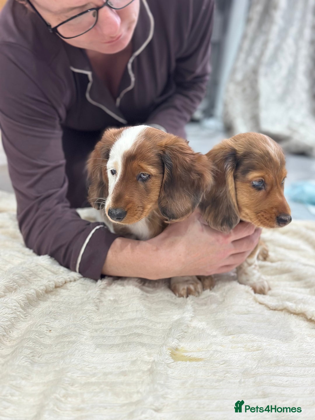Miniature Dachshund dogs for sale: Miniature Dachounds pied dapples  - Advert 5