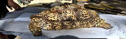 Tortoise reptiles for sale: Leopard adult female egg laying tortioses  - Advert 5