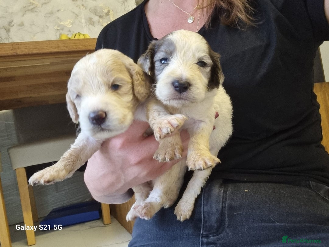 Cockapoo dogs for sale: Cockapoos - Image 21