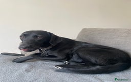 Labrador Retriever dogs for sale: Young female black lab  - Image 6