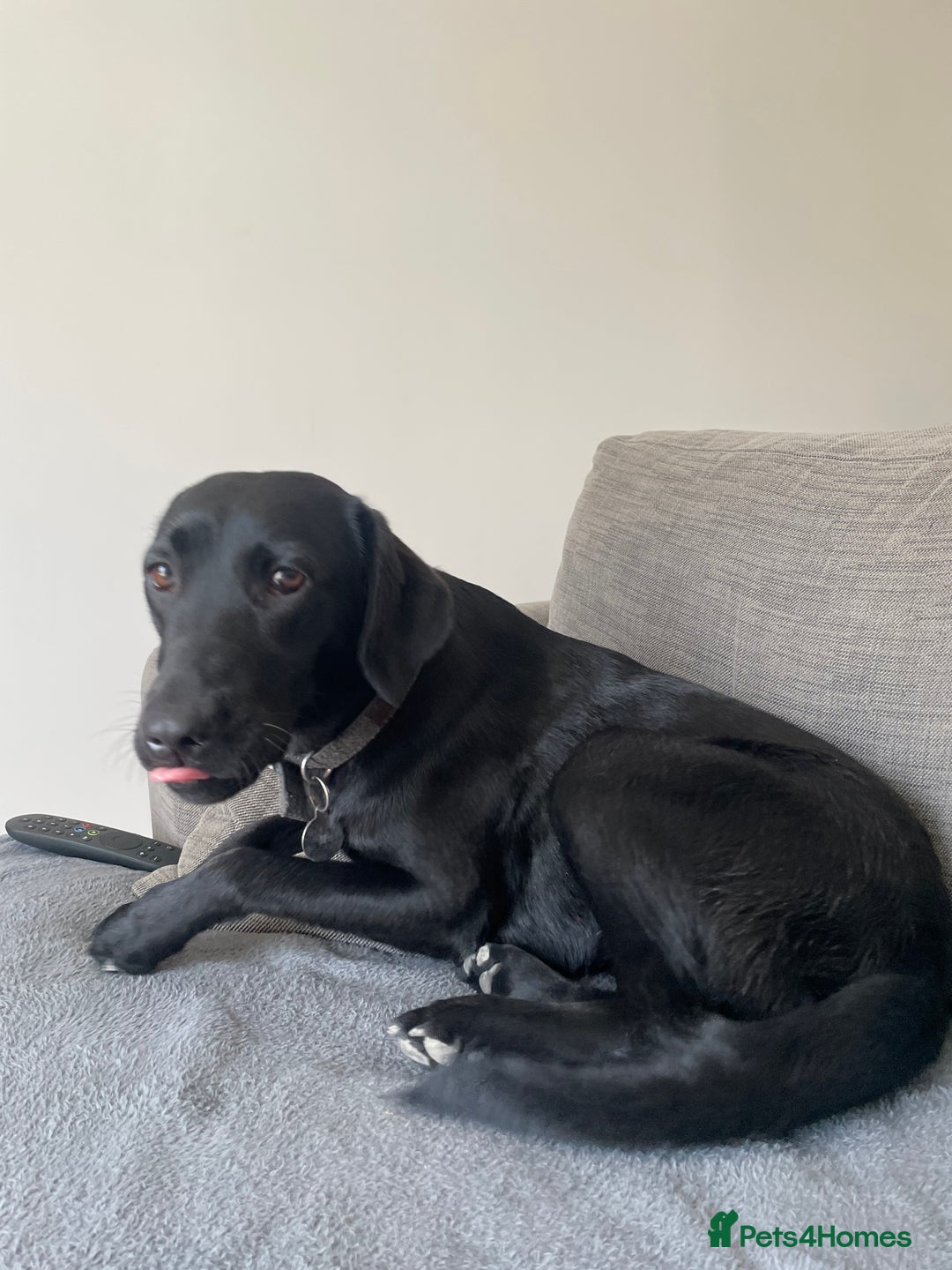Labrador Retriever dogs for sale: Young female black lab  - Image 6