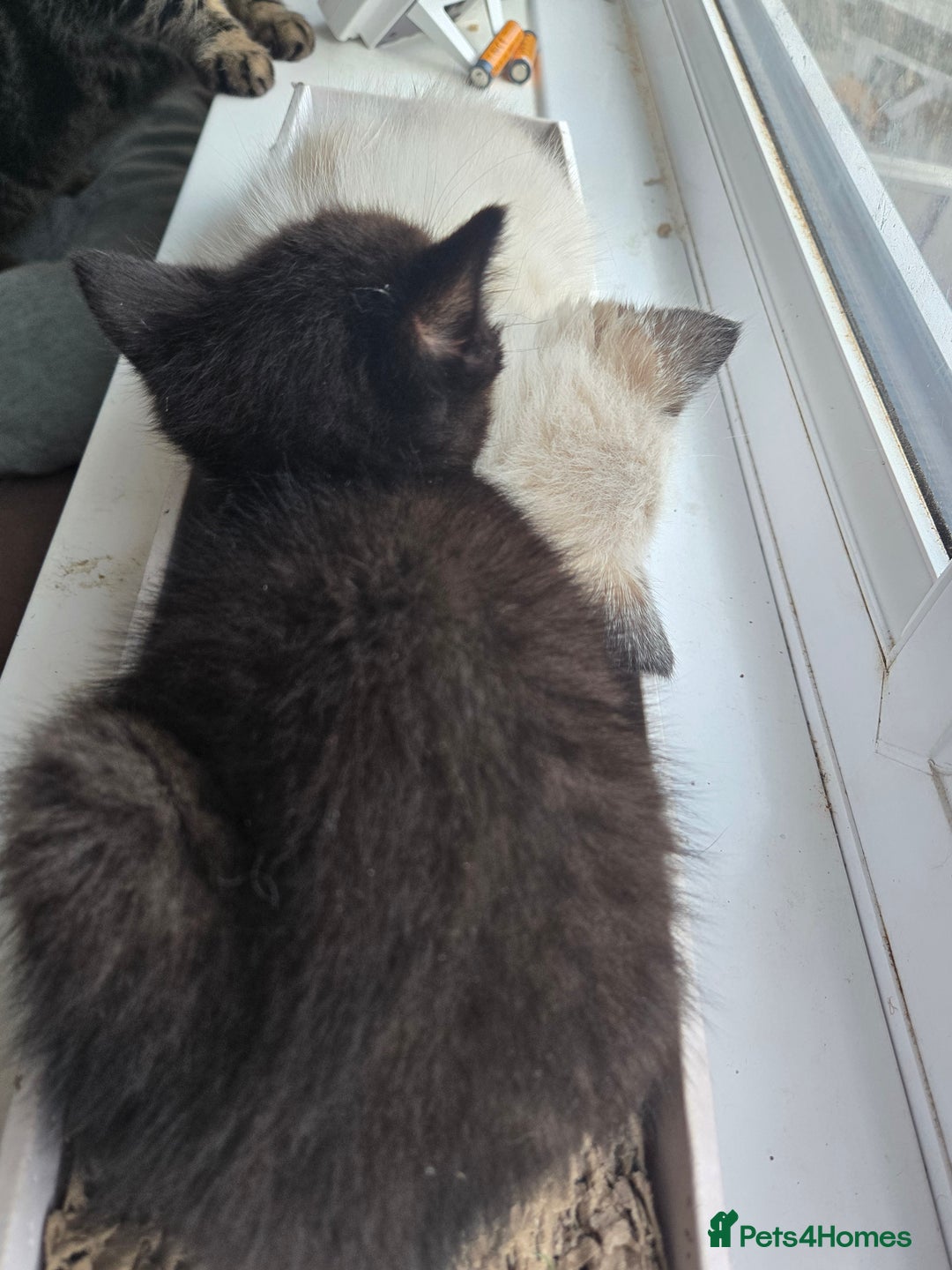 Ragdoll cats for sale: ☯️ Beautiful Yin/Yang pair of ragdoll crosses ☯️ - Advert 8