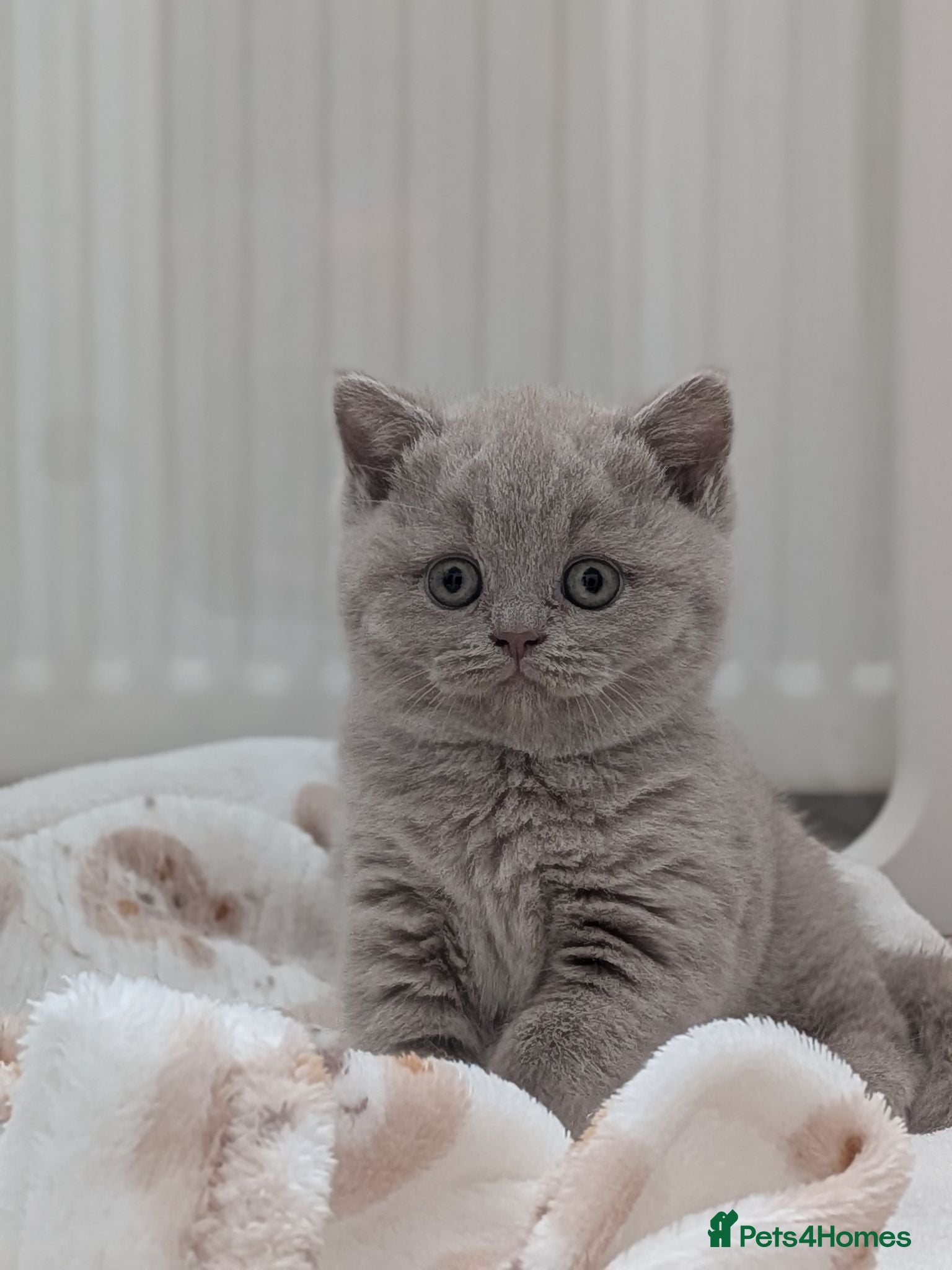 British Shorthair cats GCCF registered Kittens champion sired  - Advert 1