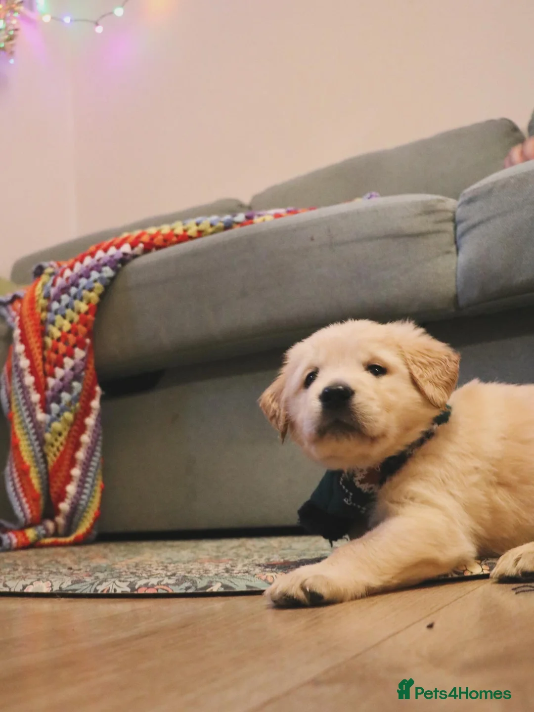 Golden Retriever dogs for sale: LITTLE BUNS - Advert 30