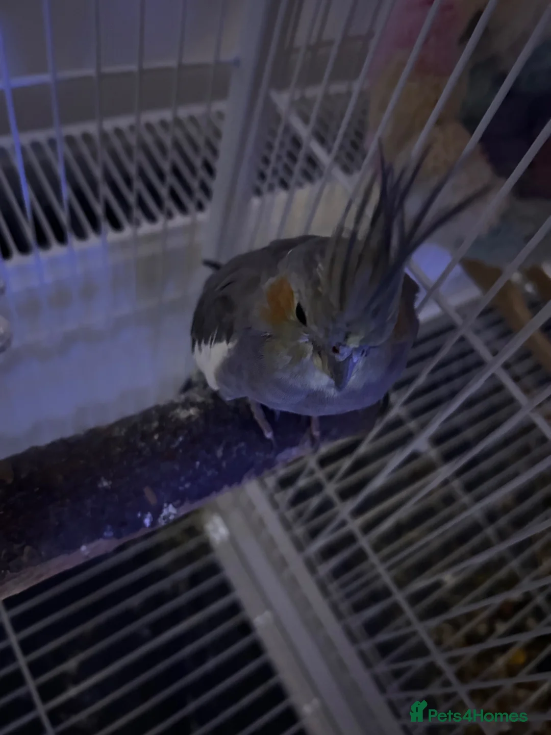 Cockatiels birds for sale: Cockatiel for sale - Advert 1