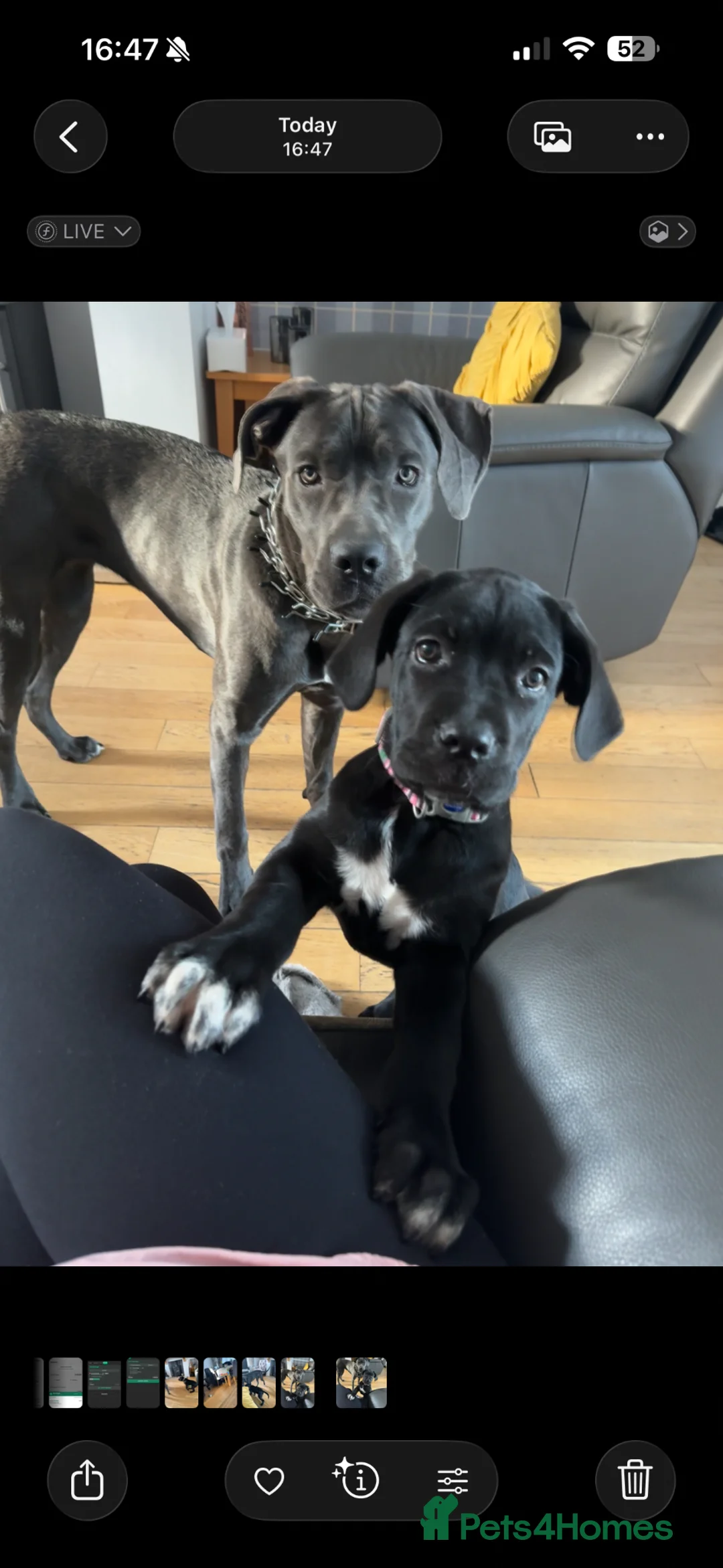 Cane Corso dogs for sale: Cane corso pups  - Advert 1