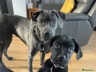 Cane Corso dogs Cane corso pups - Advert 11