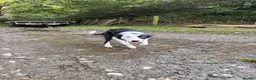 Border Collie dogs for sale: Border Collie Pup - Glen 🐾 - Advert 2