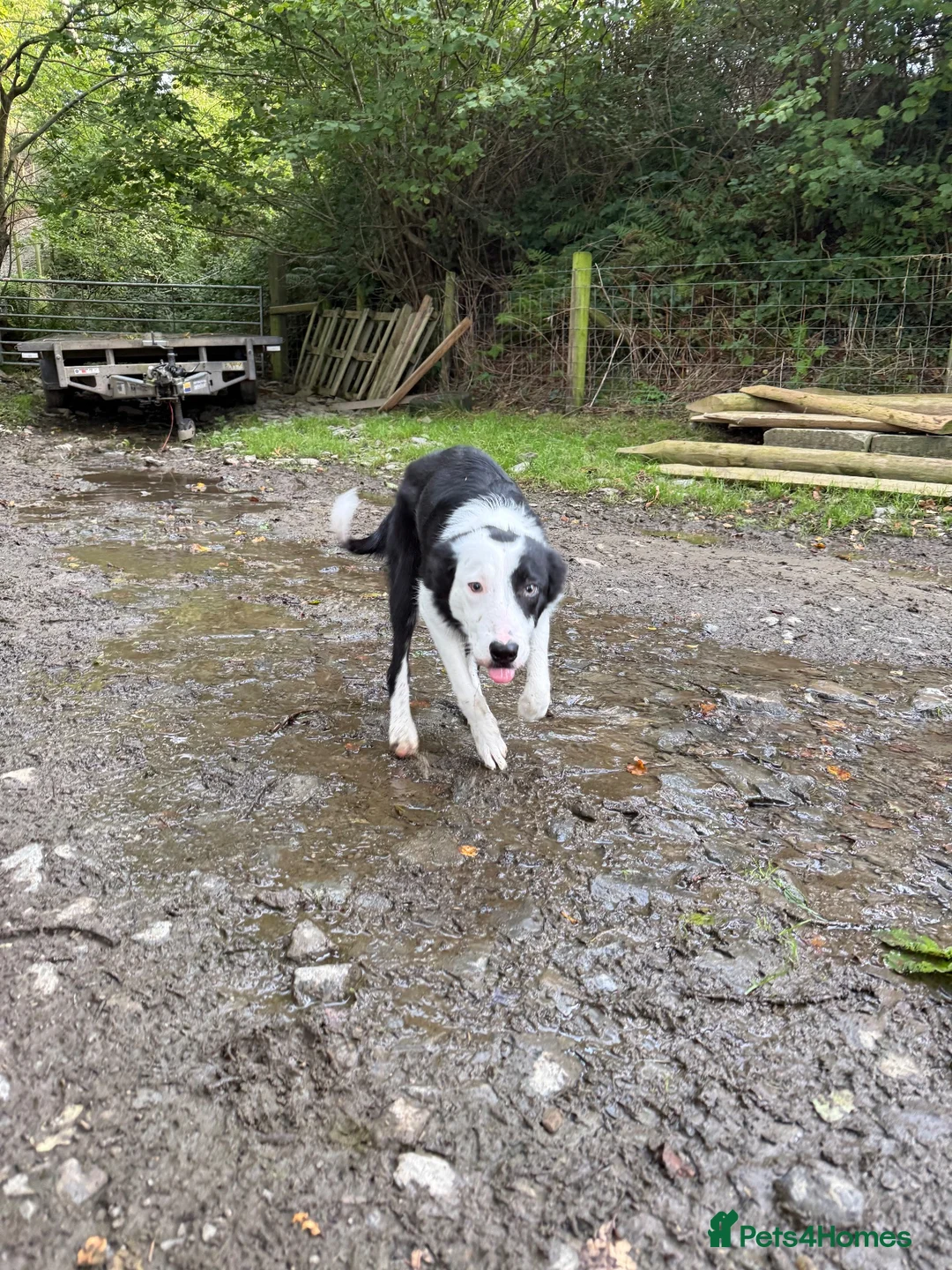 Border Collie dogs for sale: Border Collie Pup - Glen 🐾 - Advert 2