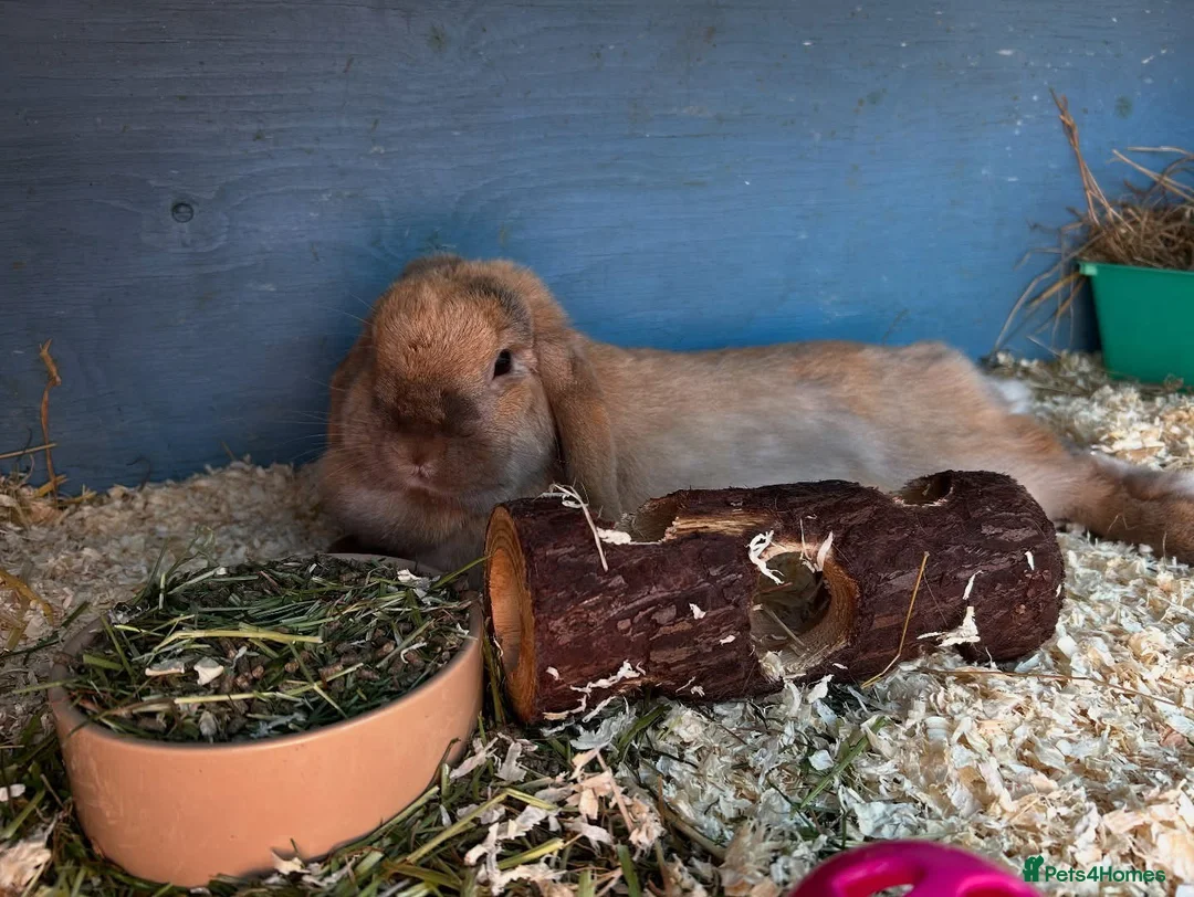 Mini Lop rabbits for sale: Adult Mini lops  - Advert 10