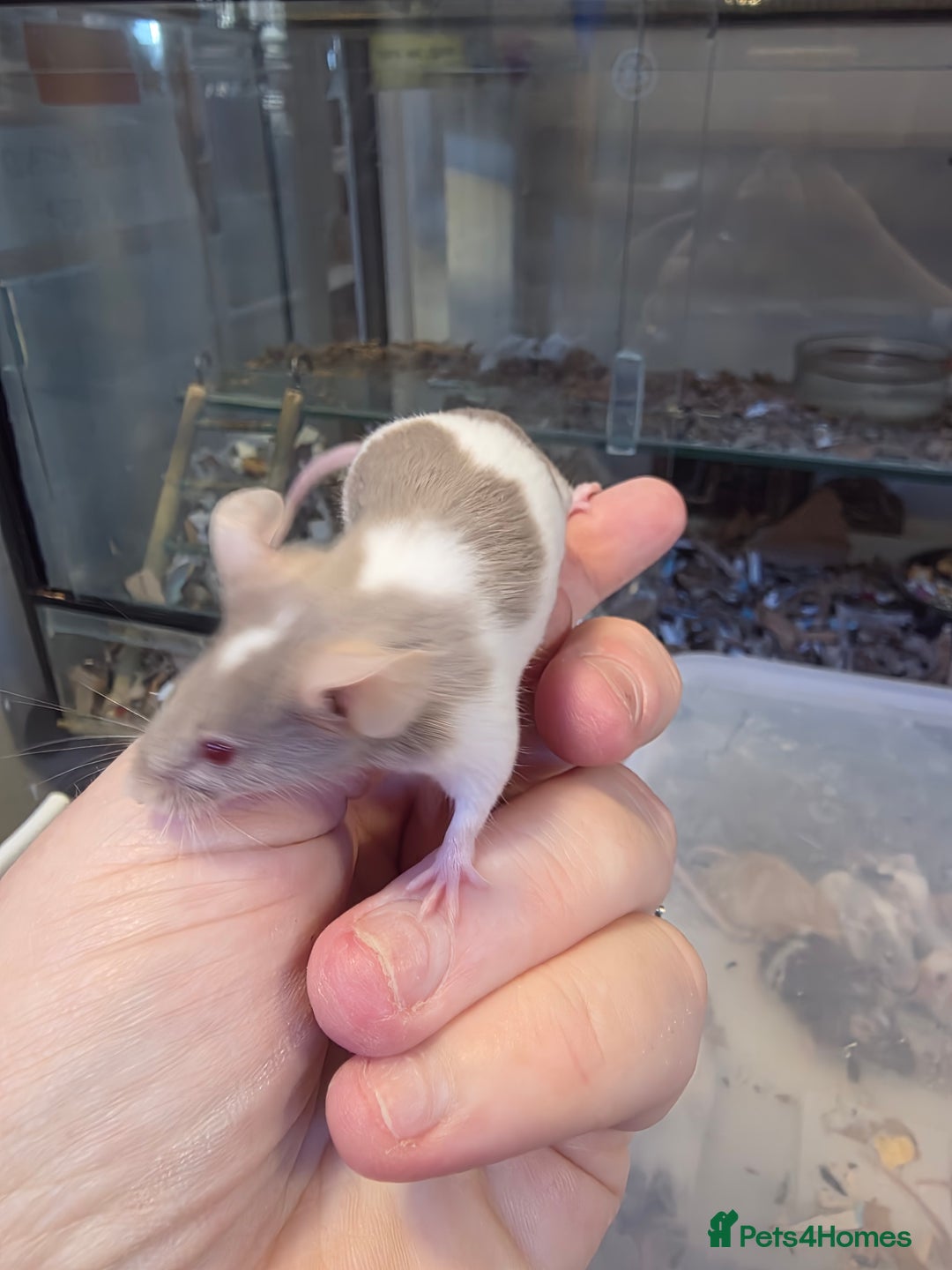 Mouse rodents for sale: Mice, males and females  - Advert 3