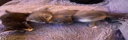 Mixed Breed cats for sale: Lovely little kittens in Boston - Advert 15