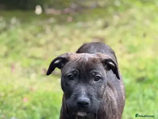 Mixed Breed dogs 15 weeks old terrier girl - Advert 1