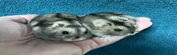 Hamster rodents for sale: Baby Winter White Russian hamsters (pure bred). - Advert 18