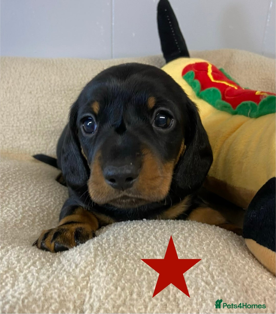 Miniature Dachshund dogs for sale: Miniature Smooth Dachshund Boy Puppies  - Advert 4