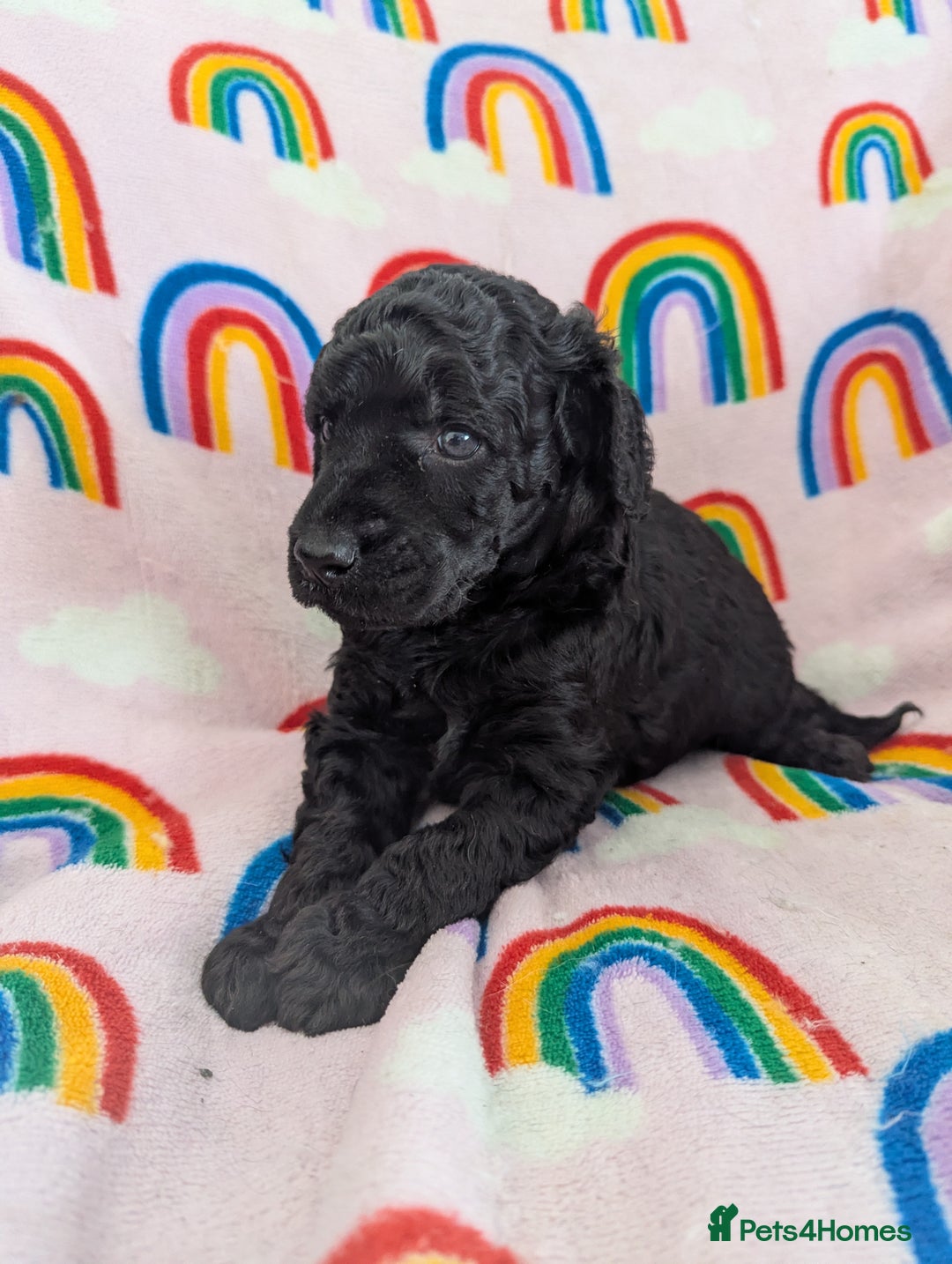 Miniature Poodle dogs for sale: Stunning Red & Phantom Poodles - Image 22