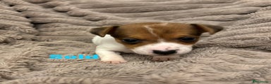 Jack Russell Puppy 3