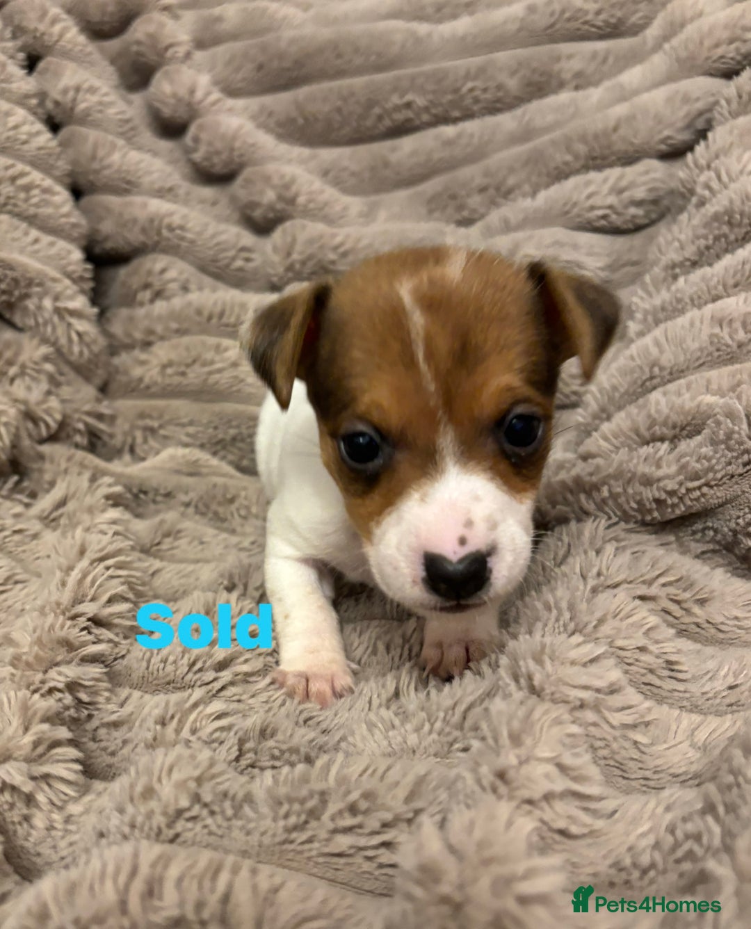Jack Russell dogs for sale: Beautiful tiny  Russell pups - Advert 3