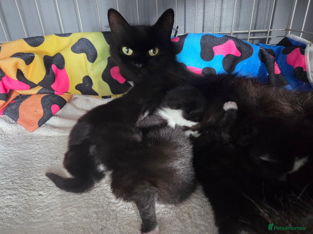 Maine Coon cats for sale: Stunning maincoon cross kittens  - Image 24