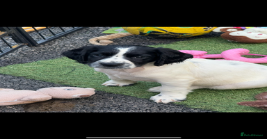English Springer Spaniel dogs - Advert 7