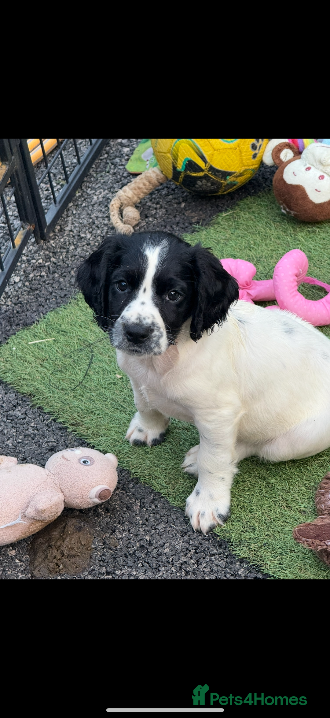 English Springer Spaniel dogs for sale: Kc reg  dna tested springer spaniels  - Image 8