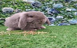 Mini Lop rabbits for sale: Beautiful Blue litter of Mini Lops  - Advert 2