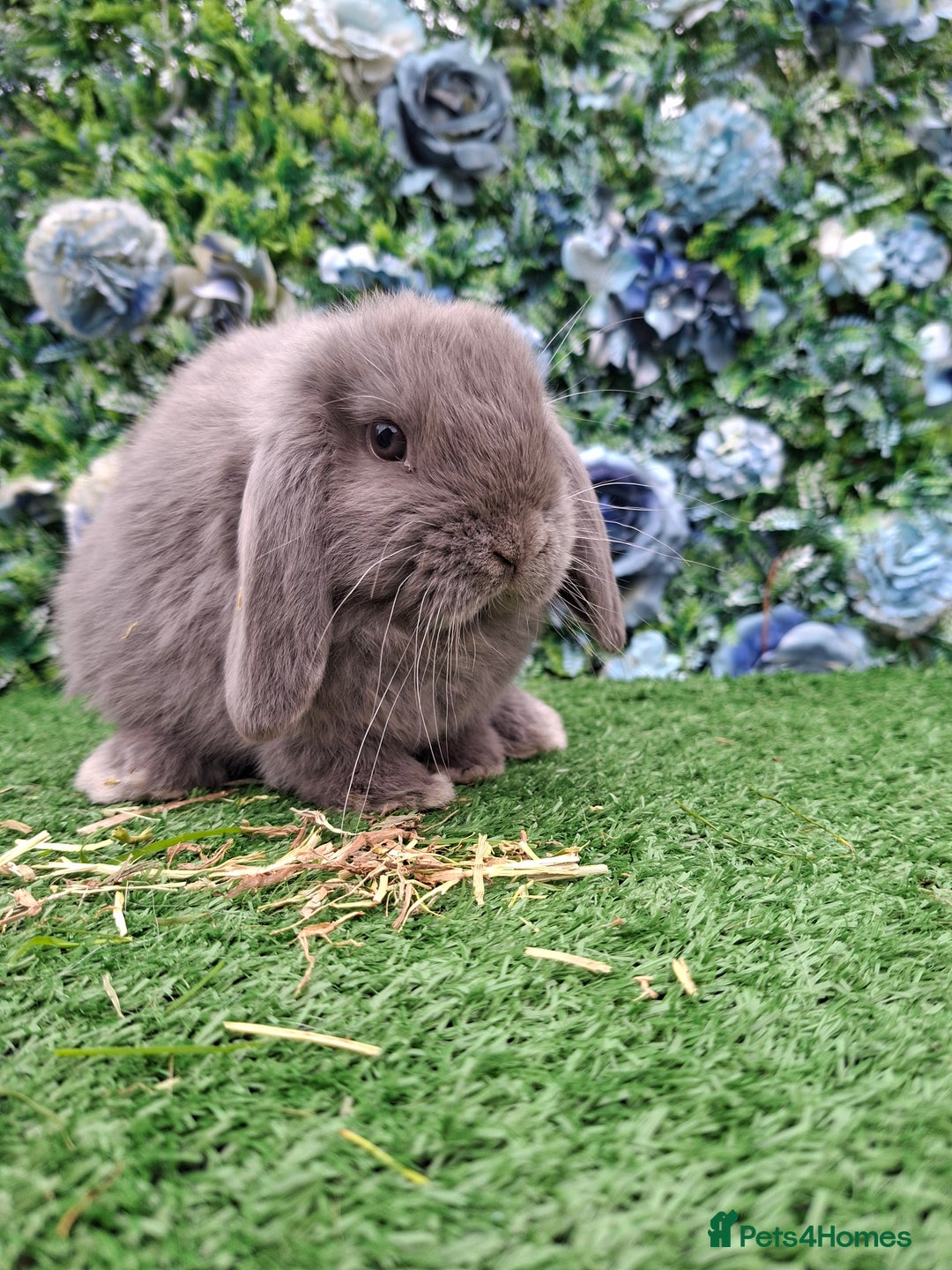 Mini Lop rabbits for sale: Beautiful Blue litter of Mini Lops  - Advert 2