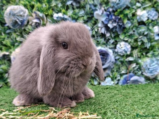 Mini Lop rabbits Last Beautiful Mini Lop buck - Advert 8