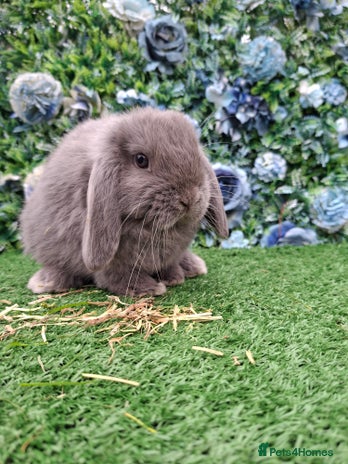 Mini Lop rabbits Last Beautiful Mini Lop buck - Advert 3